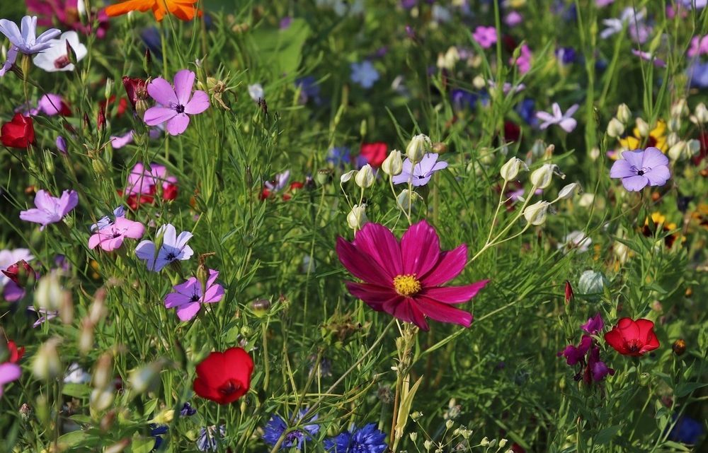 Warum die Gartenarbeit so begehrt ist