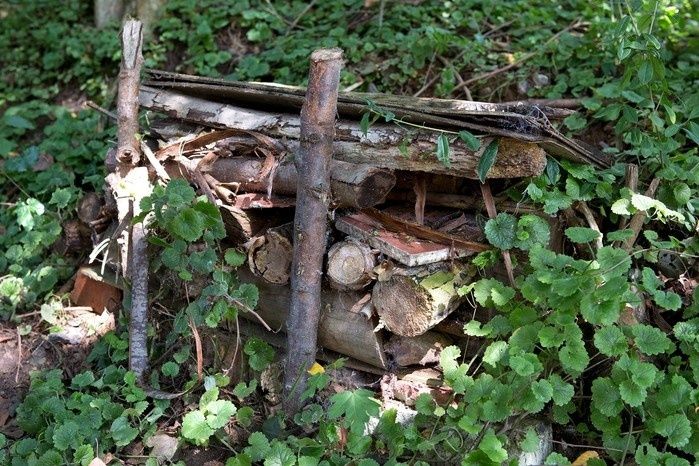 Verrottender Holzstapel, überwuchert von Wildpflanzen in einer Gartenecke