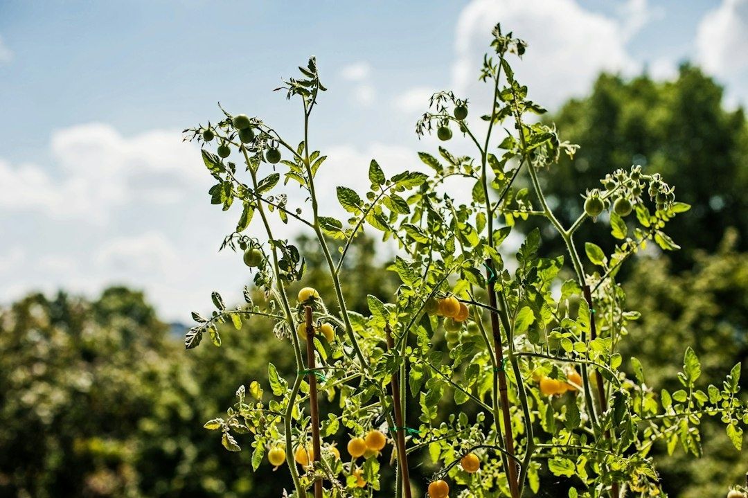 Tomatenpflanzen mit grünen und gelben Früchten im sonnigen Beet